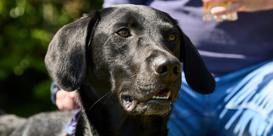 Dog friendly Heritage Pubs