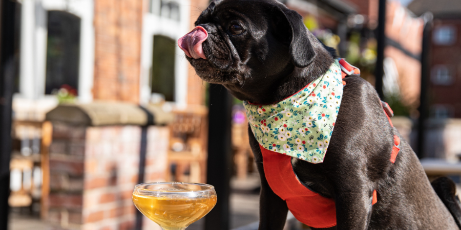 Looking for a Dog-Friendly Pub Nearby?