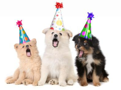 The Harrow's Puppy Party