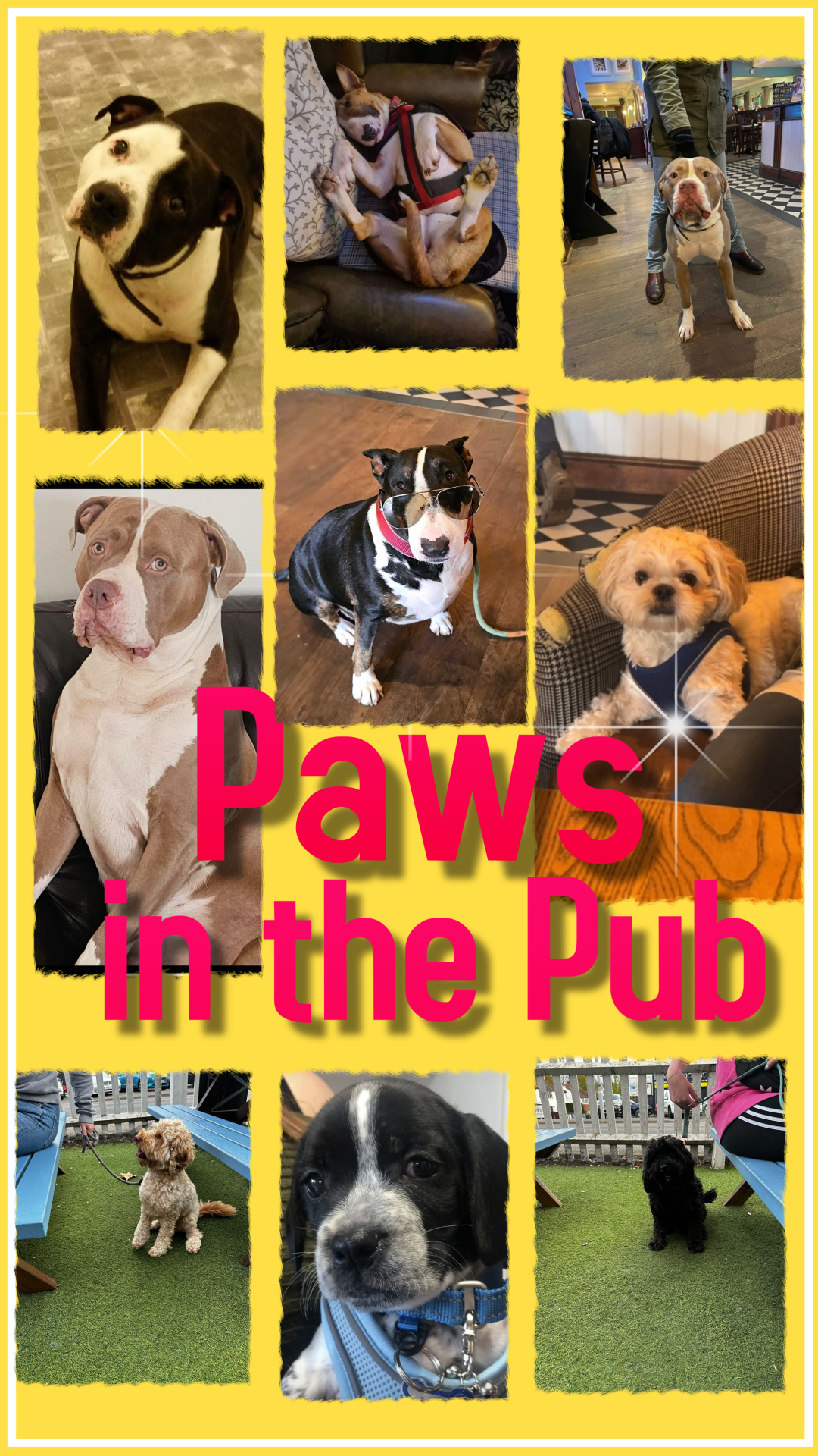 paws in the pub