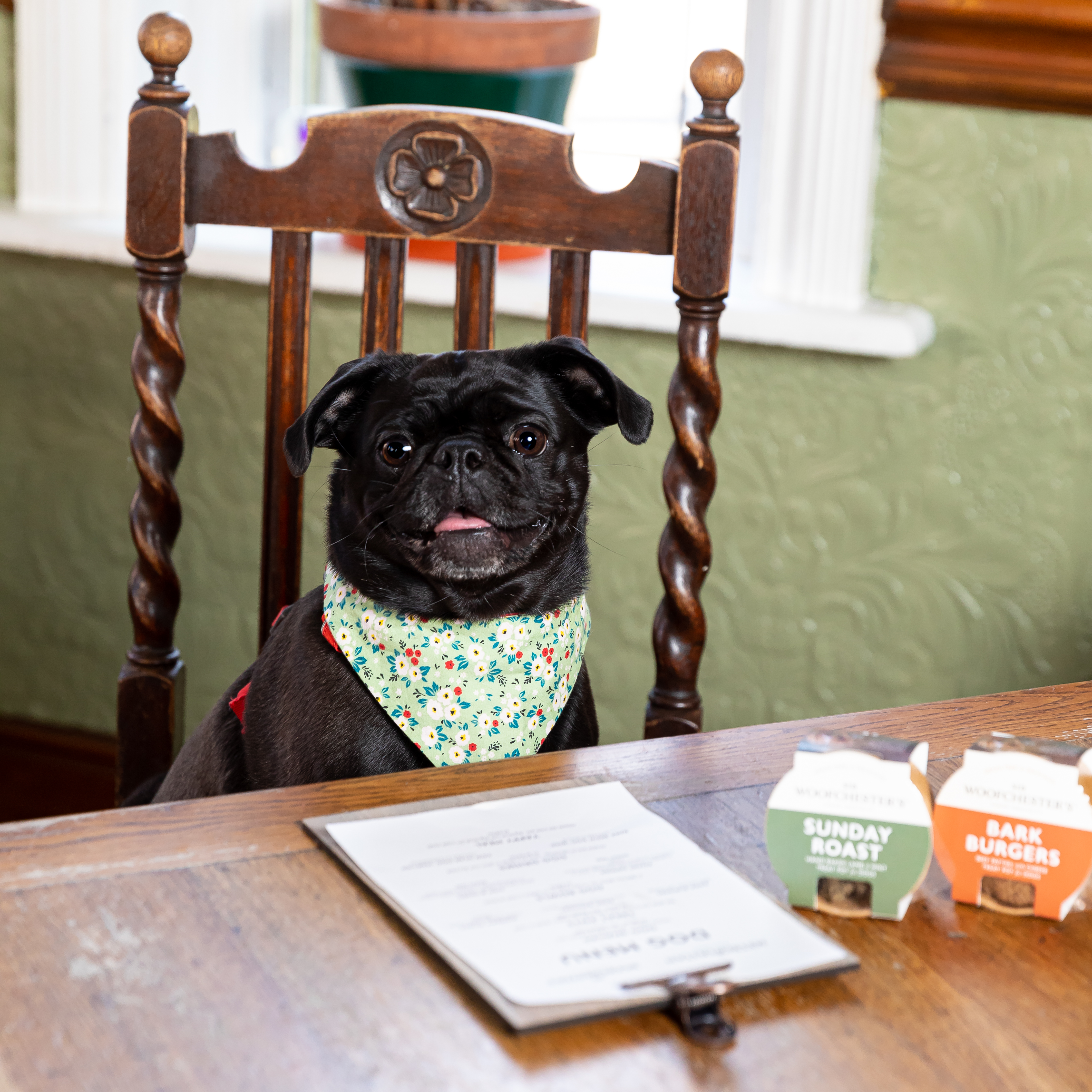 Dog Friendly at Grey Horse East Boldon