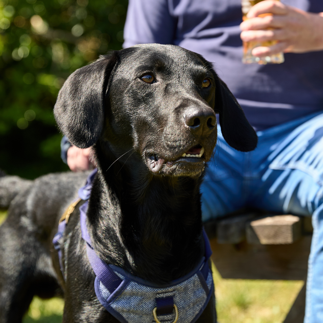 Dog Friendly at Heritage Pubs