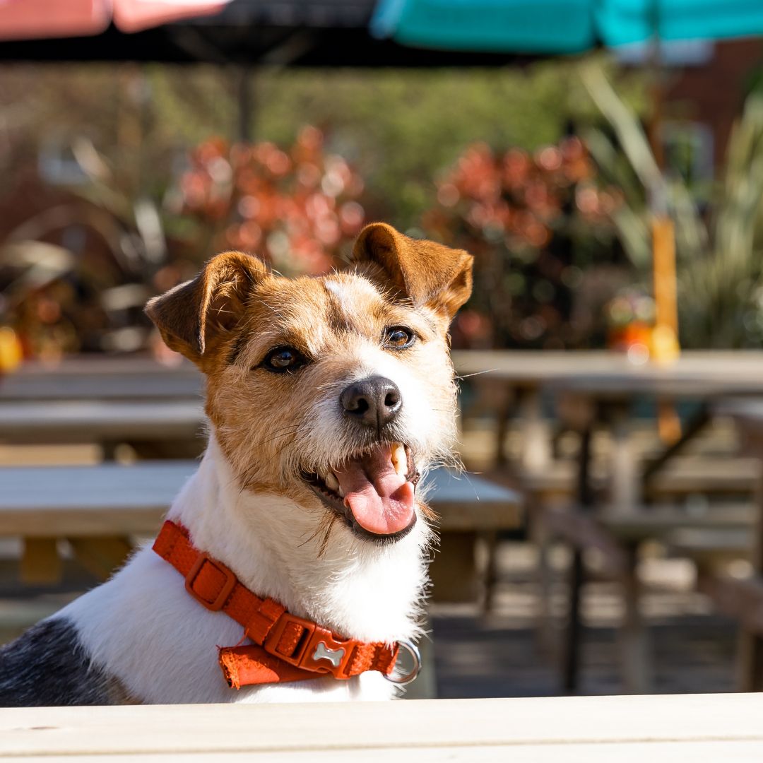 Dog Friendly Pub