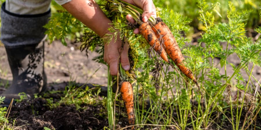 New Menu at Classic Pub & Dining