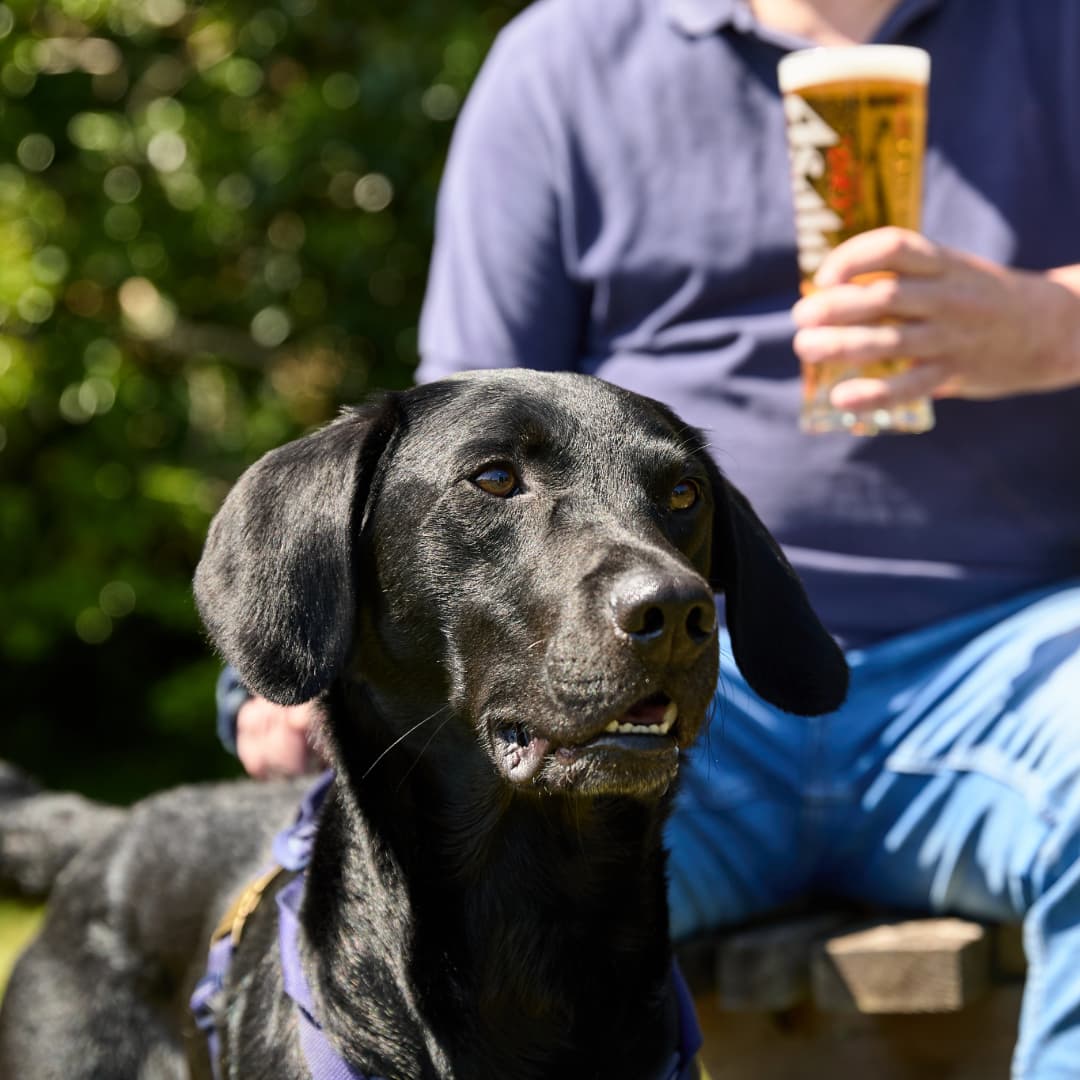 Dog friendly pubs Great Local Pubs