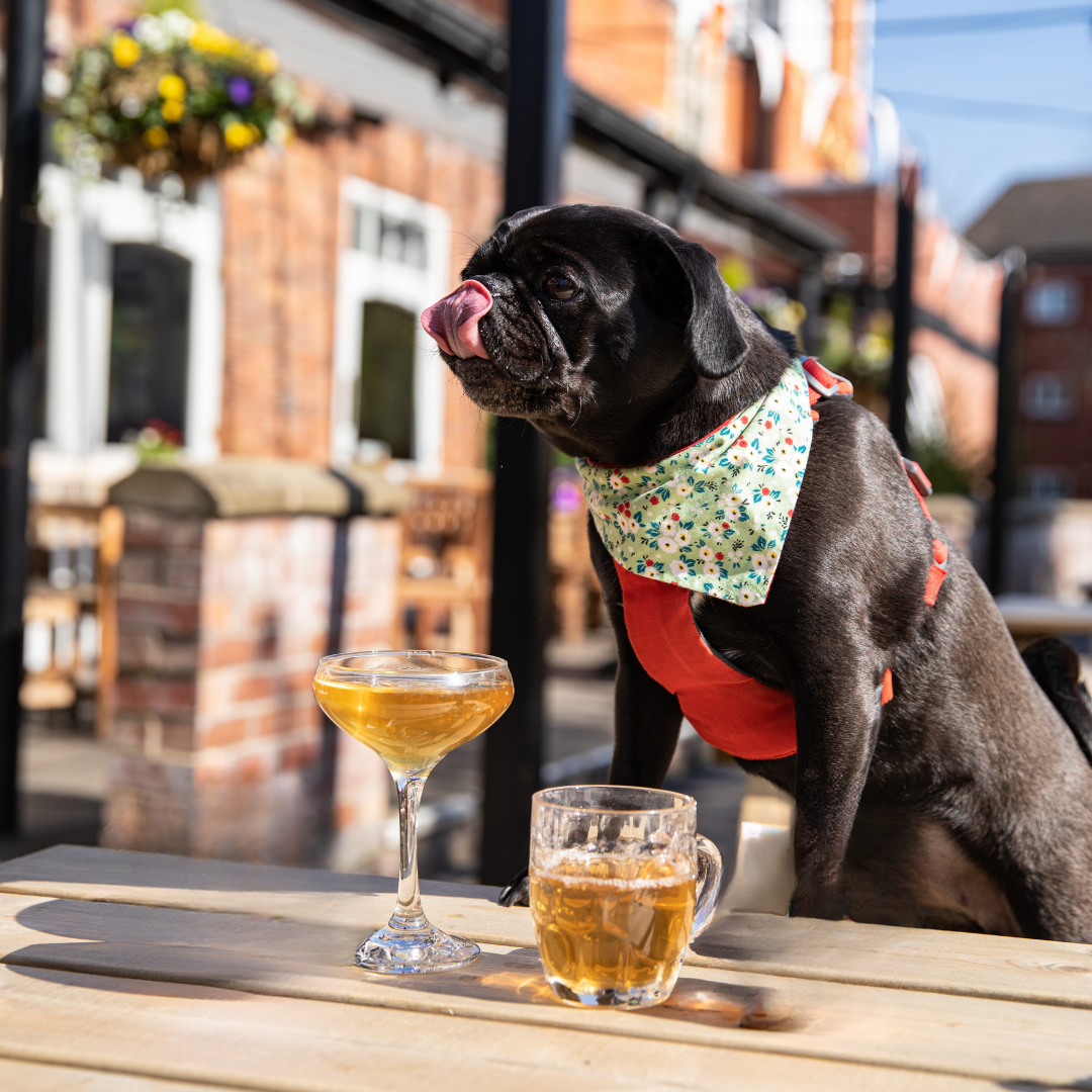 Dog In Beer Garden