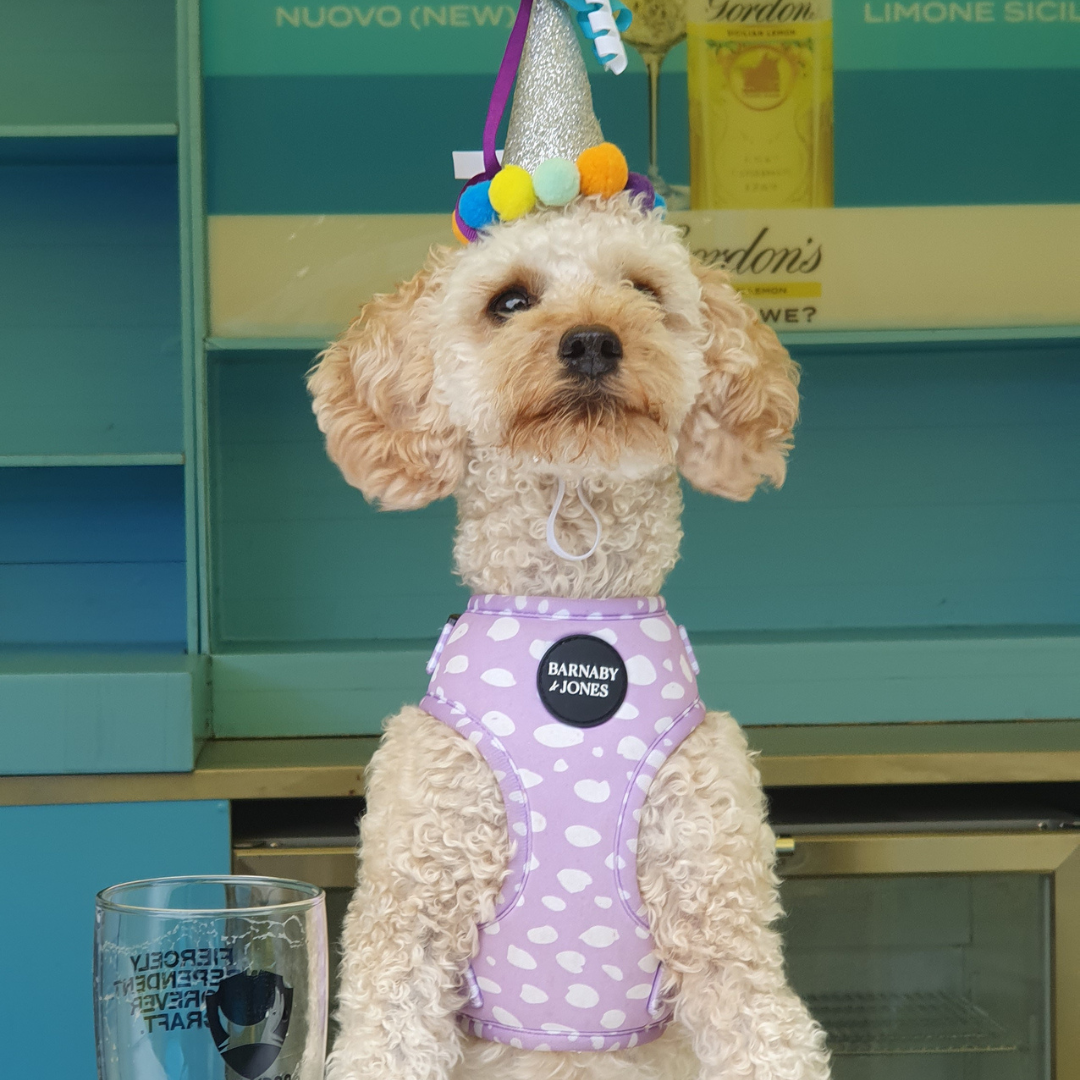 Happy Dog 
