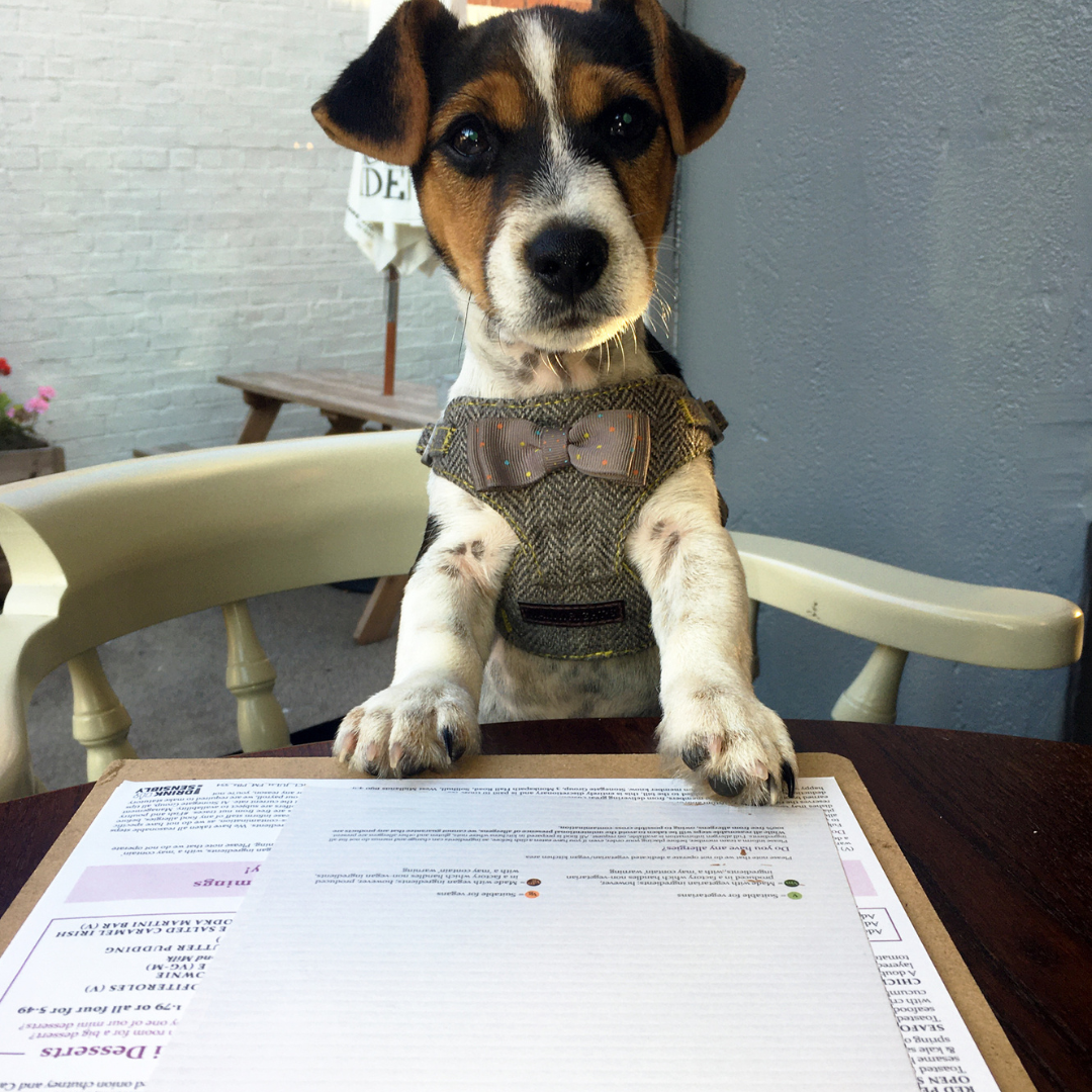 Dog Reading a Menu