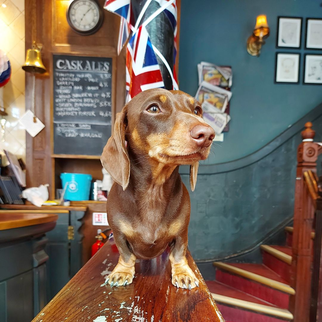 dog friendly pubs near me dog friendly pubs near me