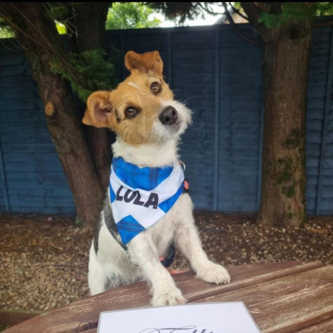 dog friendly pubs near me dog friendly pubs near me