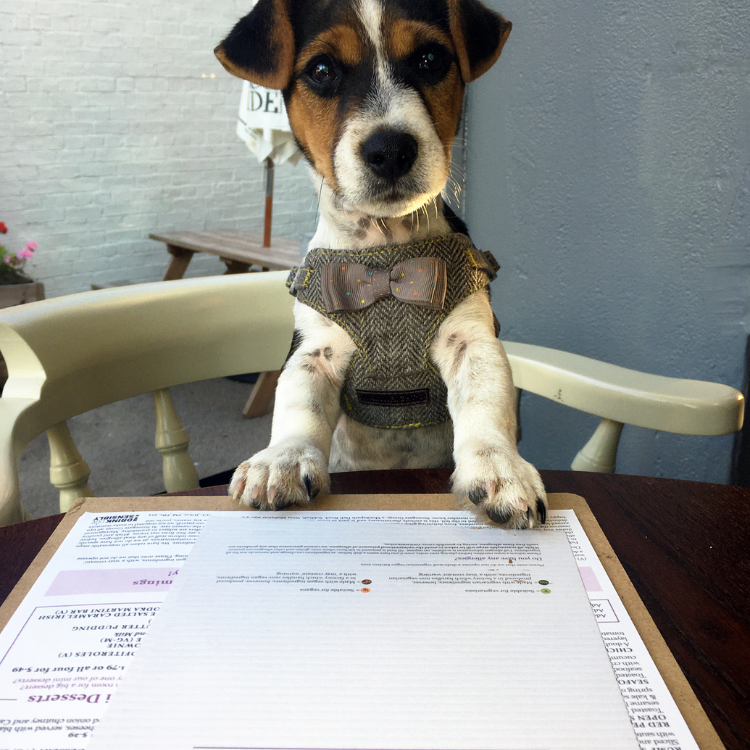 Paws at the Pub