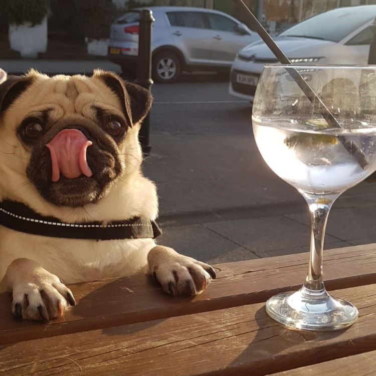 Paws at the Pub