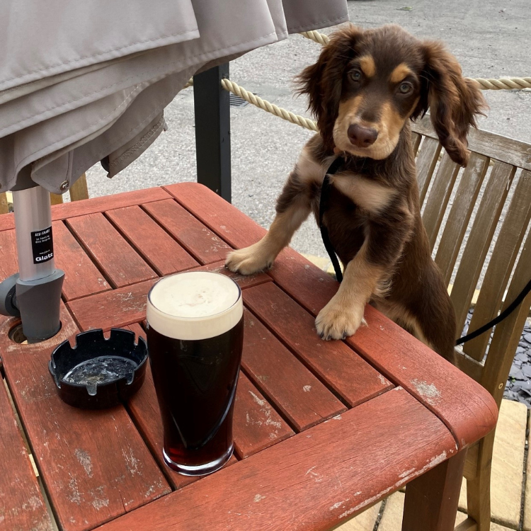 Paws at the Pub