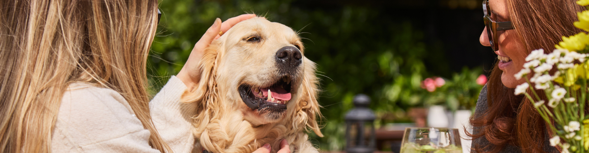 We are Dog Friendly at Leinster Arms London